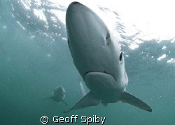 my first encounter with blue sharks , taken today 35km of... by Geoff Spiby 